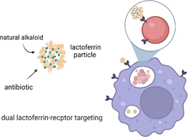  Dual Drug-loaded Lactoferrin Nanoparticles