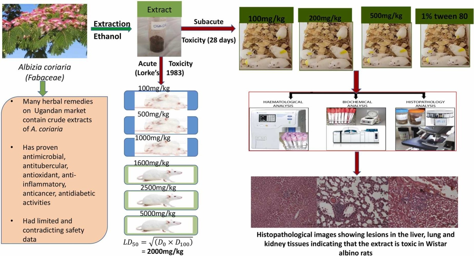 Acute and subacute toxicity profile of ethanolic stem bark extract of Albizia coriaria Welw. ex Oliv. in Wistar albino rats